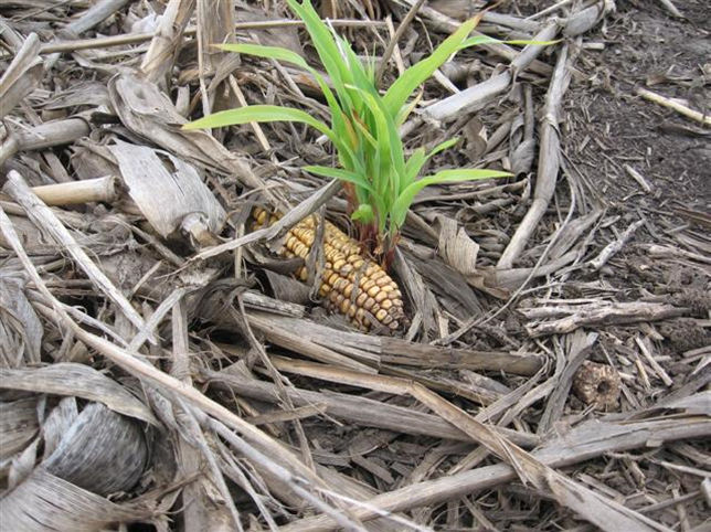 Volunteer corn sprouting next to dropped corn ear