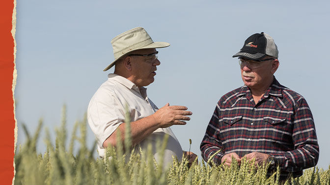 Grower and TA interacting in wheat field