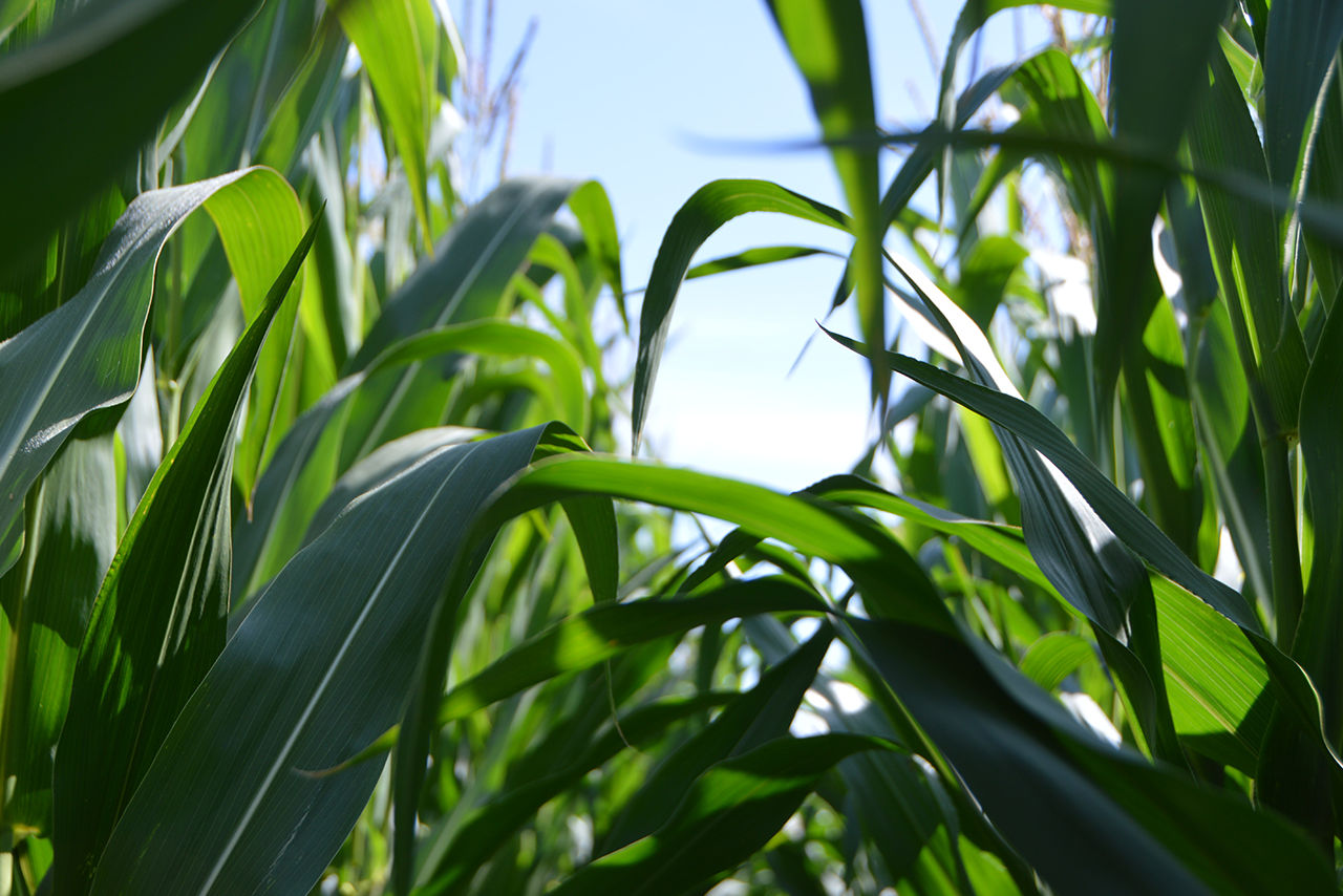 Perspective view looking up at corn stalks with a blue sky peeking through the leaves.