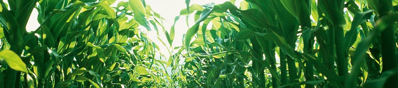 A view down the pathway between corn rows with bright sunlight filtering through the green stalks.