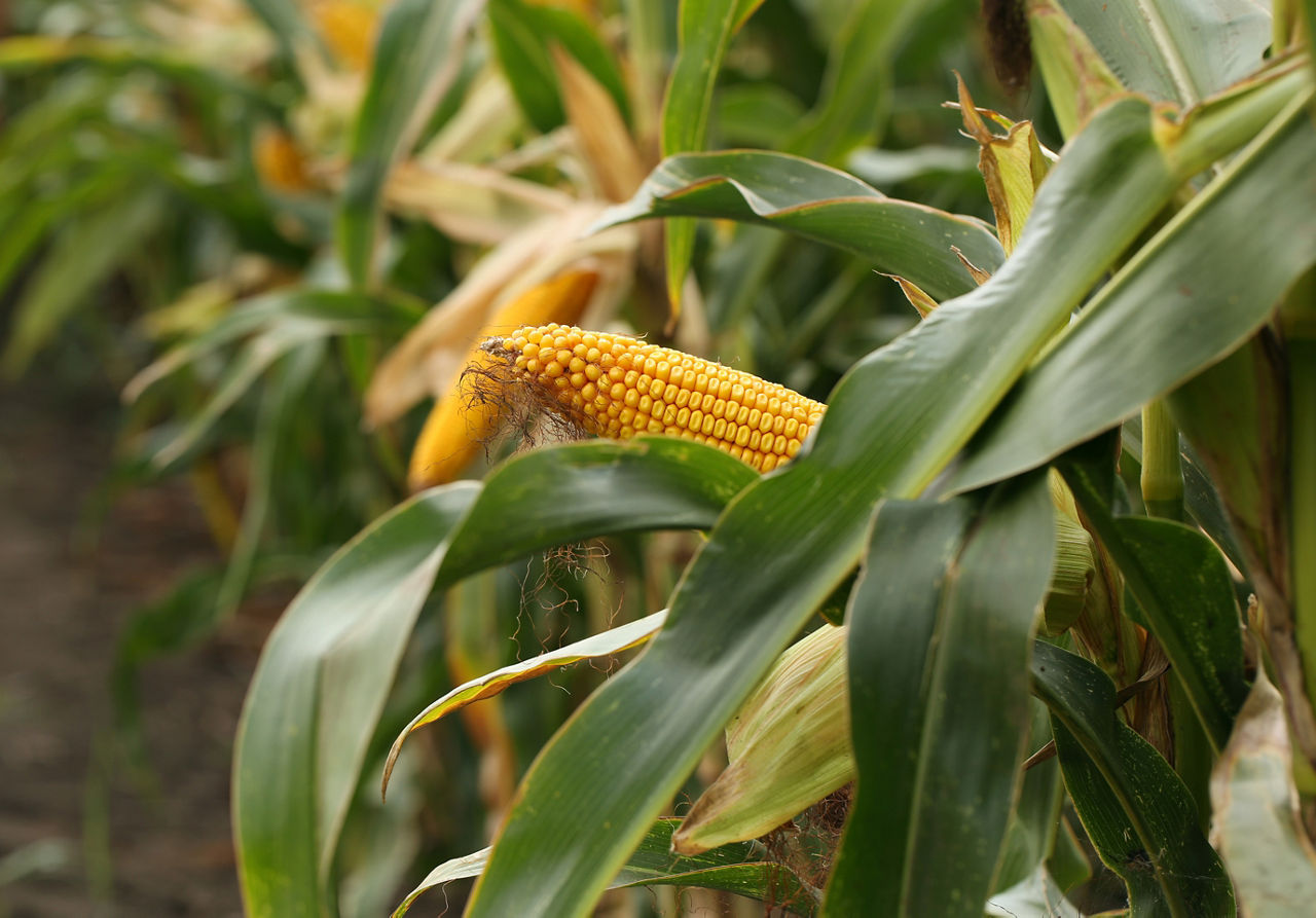 Close-up of a ripe yellow corn cob on its stalk, surrounded by green leaves.