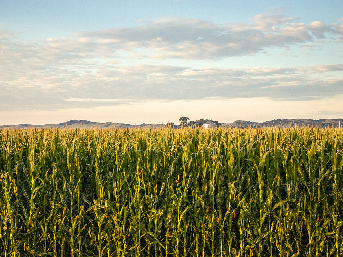 Expansive cornfield under a bright blue sky with scattered clouds and hills in the background.