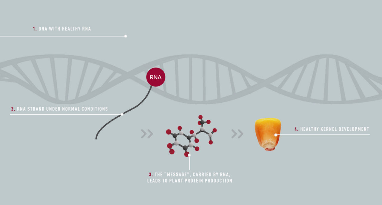 The Importance of Protein Development