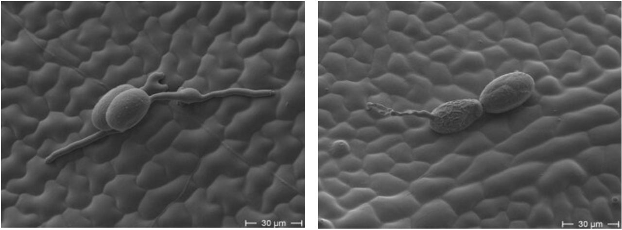 Left: Erysiphe necator untreated, Right: Erysiphe necator treated with fluopyram