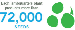 each lambsquarters plant produces more than 72000 seeds