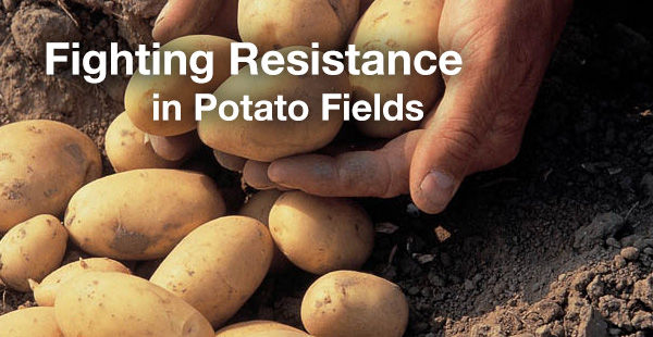 Fighting Resistance in Potato Fields