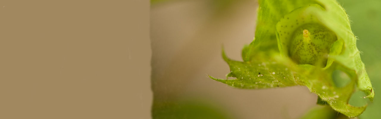 Close up image of early boll development.