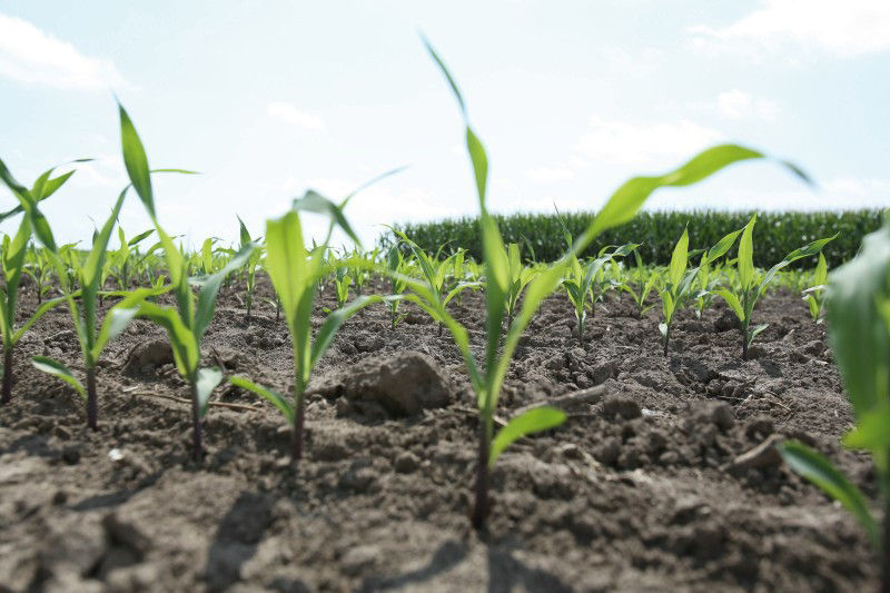 keep bushels off the ground: early fungicide application helps corn stand straight and healthy