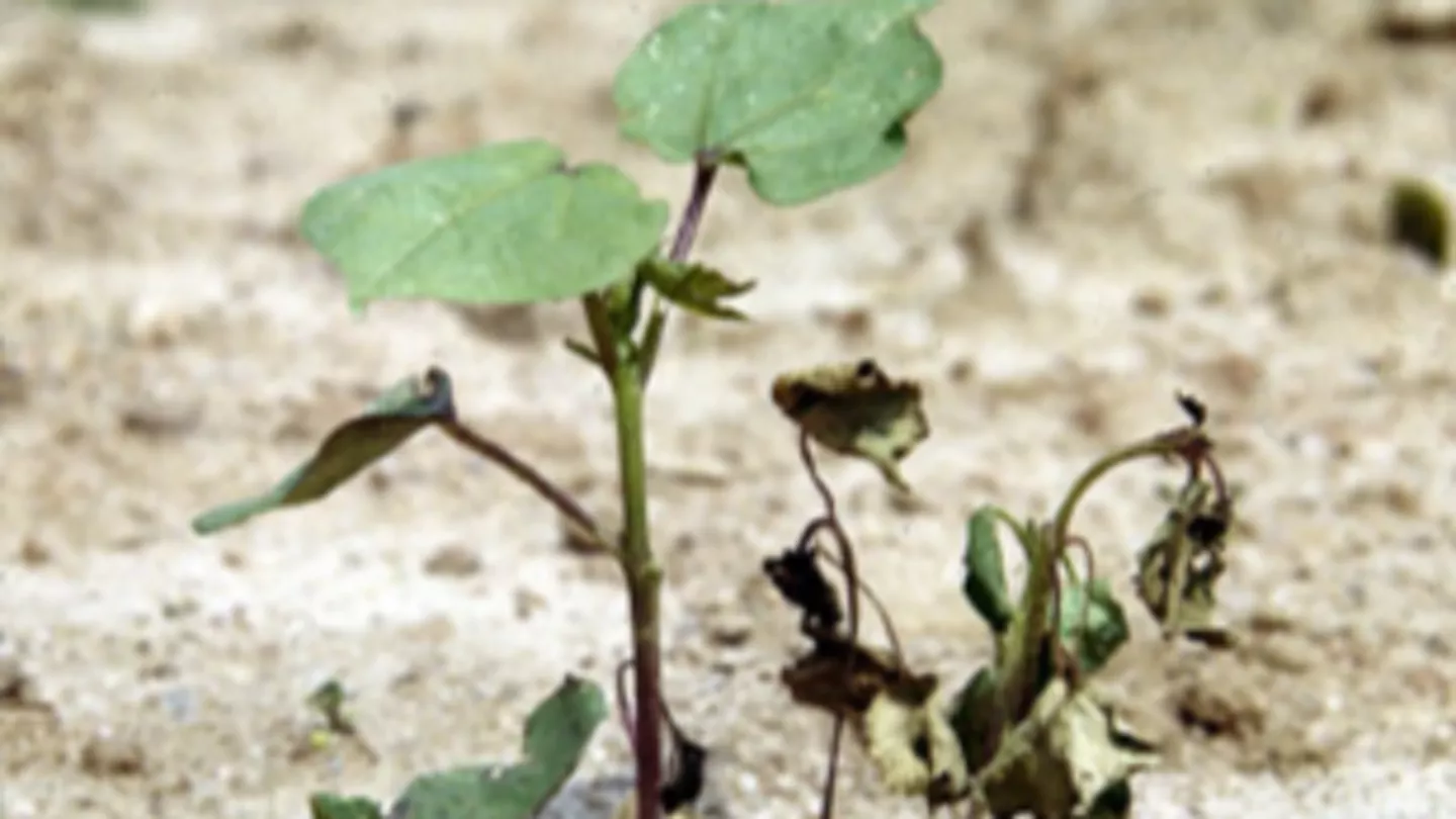 Early-Season Diseases in Cotton 
