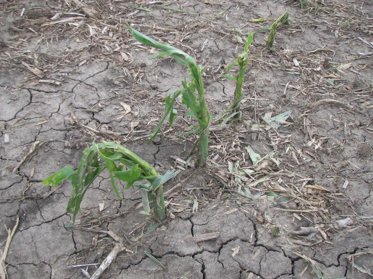 Figure 3. Shredded leaves can appear worse than actual damage. Photosynthesis can still occur, and new leaves can emerge from the whorl if the growing point is healthy. 