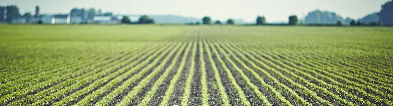 Field of early sprouting soybeans