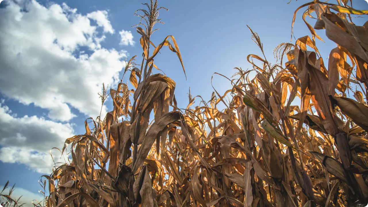 sucha kukurydza