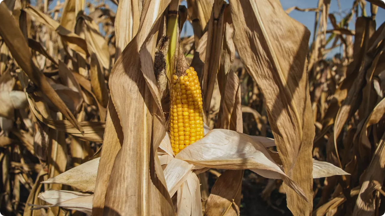 sucha kolba kukurydzy