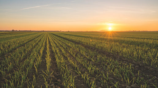 Beautiful view of wheat field during sunset. Seedlings are growing on farm against sky. Scenic view of agricultural land.