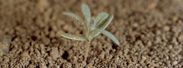 close up of emerging kochia in field