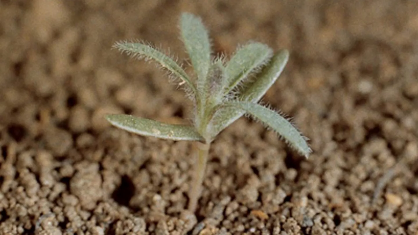 How to Manage and Control Kochia
