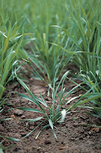 close up of emerging weed in cereals field