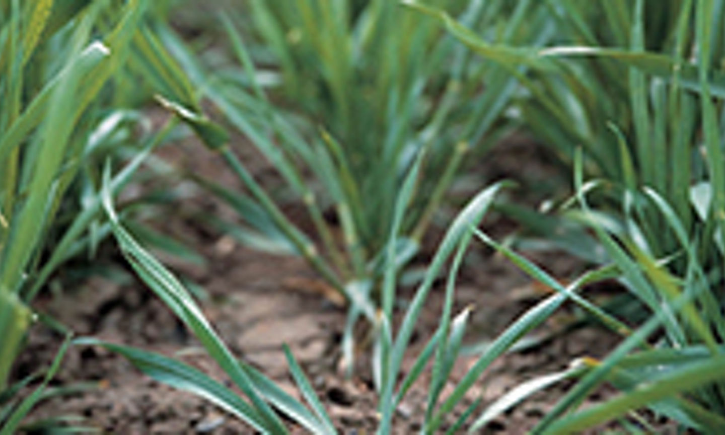 Benefits Of Cereal Seed Treatments