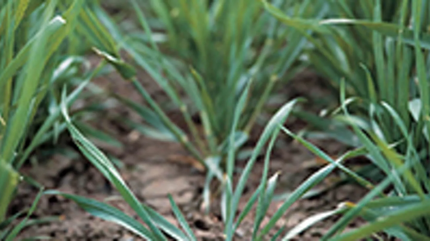 Benefits Of Cereal Seed Treatments