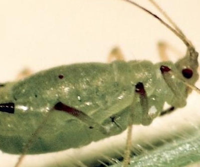 Magnified english grain aphid