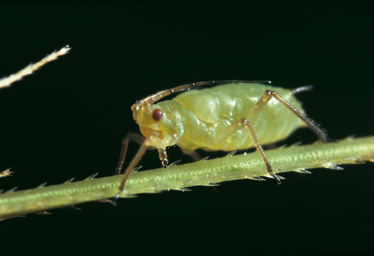 english grain aphid