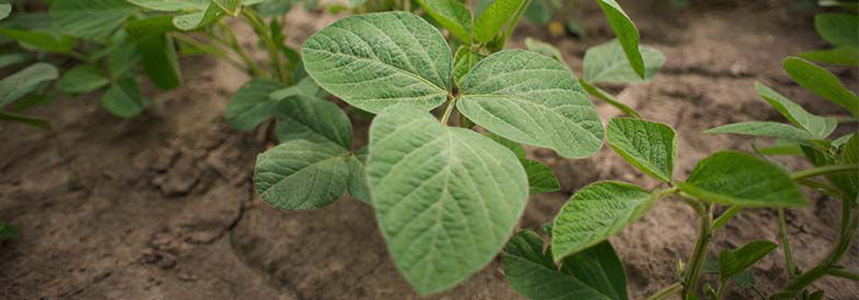 Soya