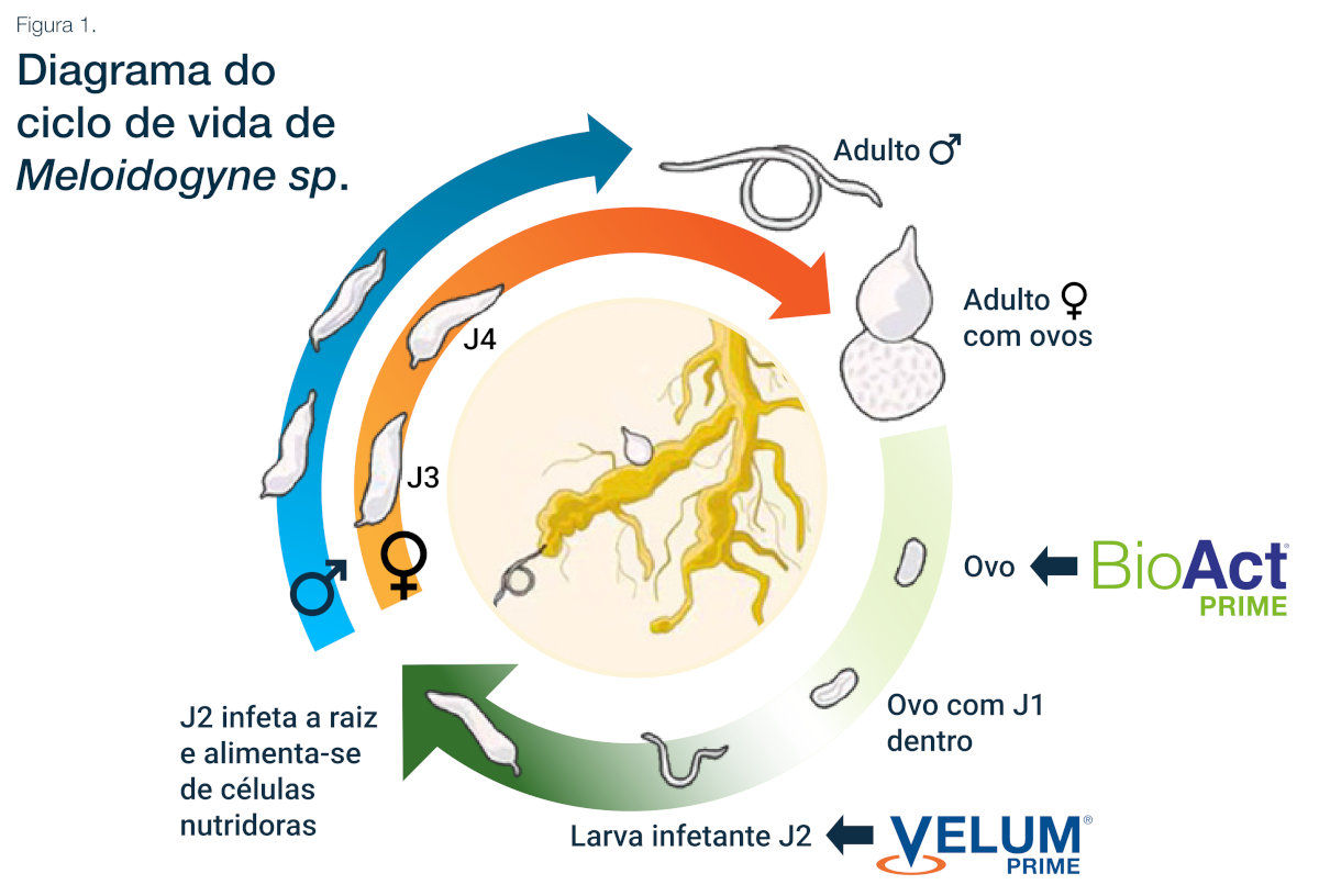 Imagen del Esquema del ciclo biológico de Meloidogyne sp.