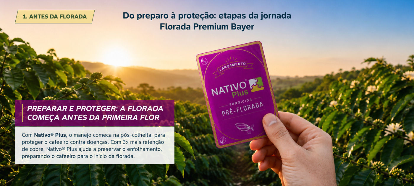 Etapa 1 da florada, a pré-florada