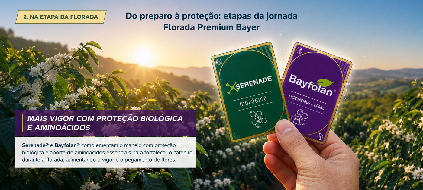 Etapa 2, aaflorada
