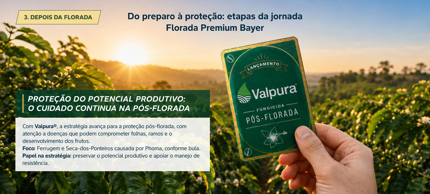 Etapa 3 da florada, a pós-florada
