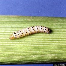 Common Stalk Borer.