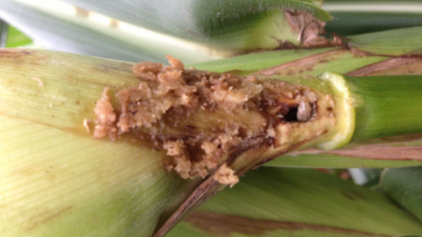 European Corn Borer pest damage on corn crop