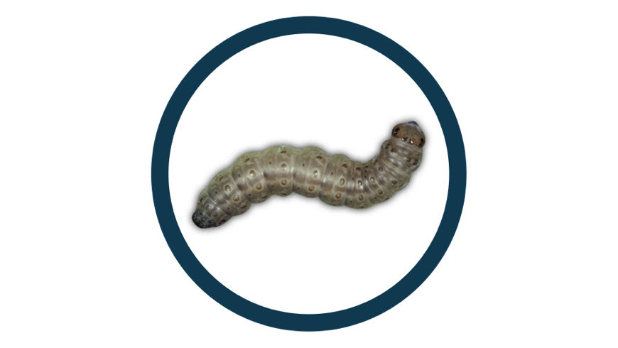 European Corn Borer pest in a black circle icon