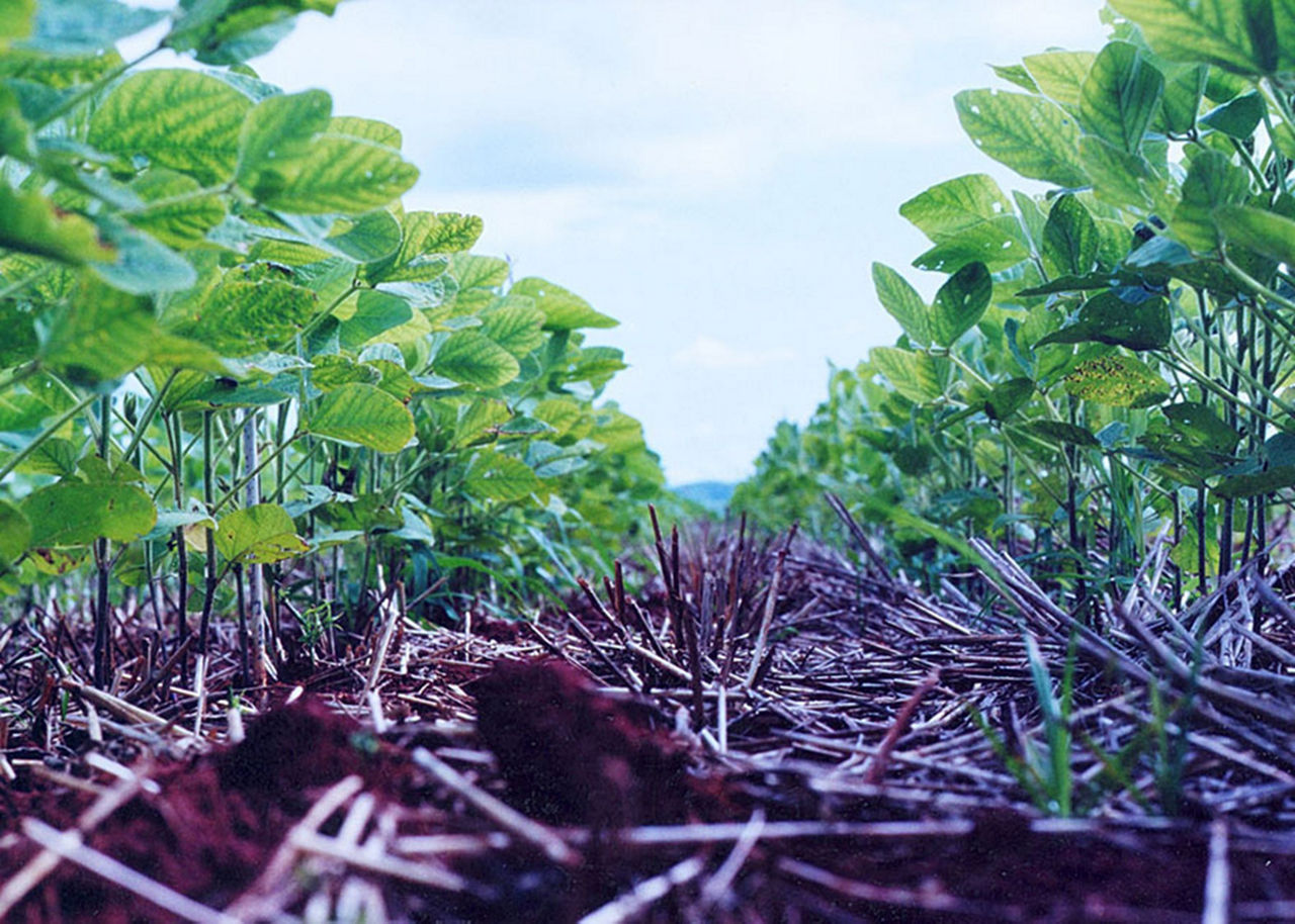    Experimentos mostram que os maiores valores de carbono acumulado foram para os sistemas em ILP, em plantio direto - Foto: Embrapa