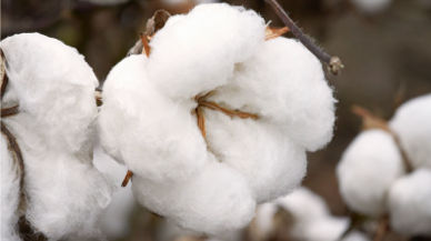 Cotton Seeding Rate and Row Spacing