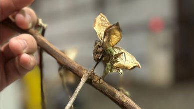 Does Plant Growth Regulator Use Impact Boll Size and Locule Numbers in Cotton?