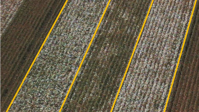 Impact of ThryvOn® Technology on Key Thrips and Lygus Pest Populations in the Mid-South.