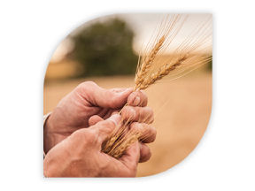 Hands holding wheat