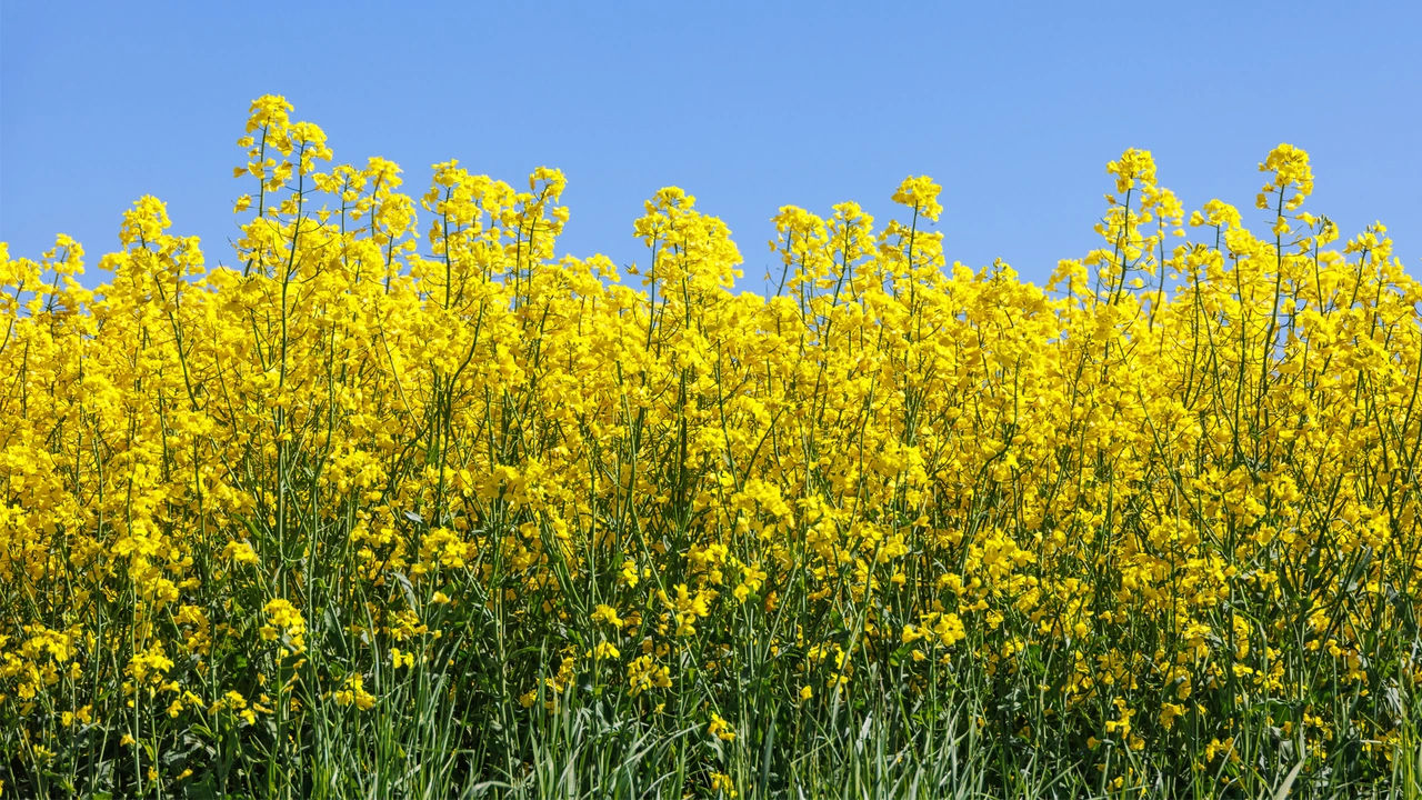 Bright yellow flowers in full bloom under a clear blue sky.