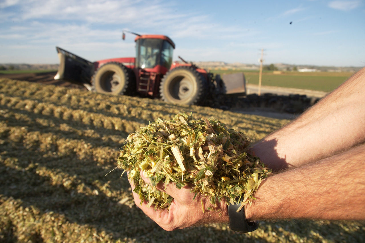 Close-up of two hands holding chopped green silage with a red tractor working in the background under a clear sky.  