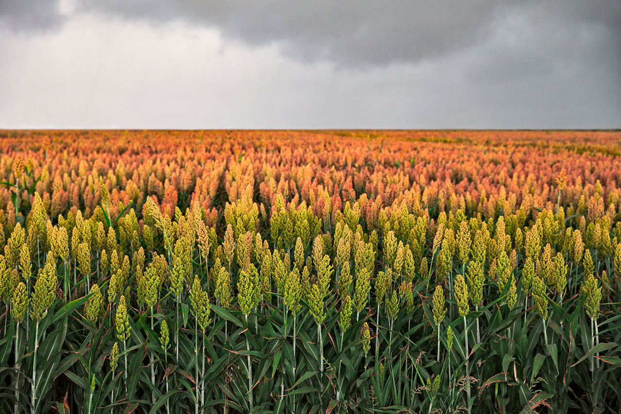 A dense field showing a gradient from green to reddish hues under a dark, cloudy sky