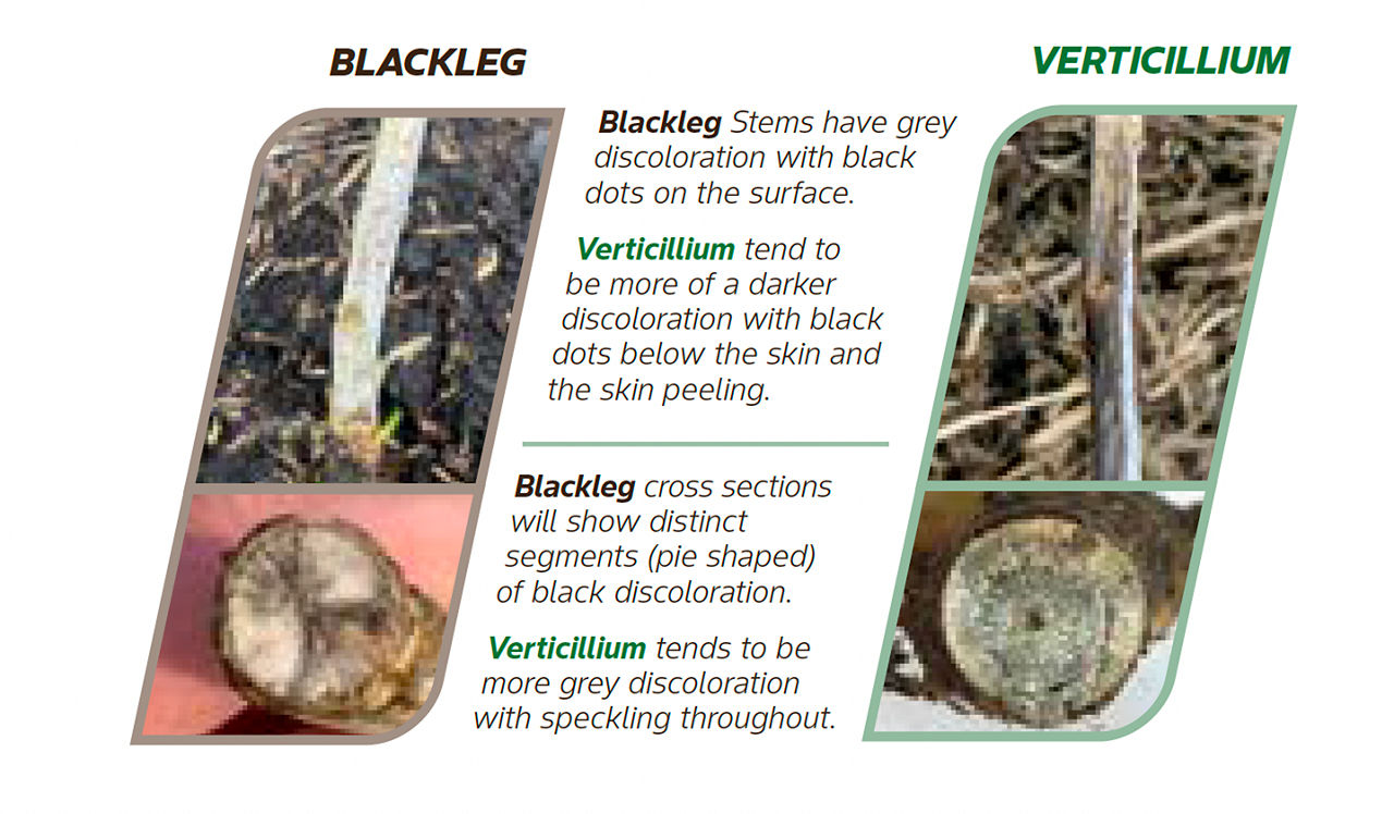Comparison graphic showing visible differences between blackleg and Verticillium symptoms in canola stems. On the left, labeled “BLACKLEG,” a stem displays grey discoloration with small black dots on the surface, and a cross-section shows distinct wedge-shaped black segments. On the right, labeled “VERTICILLIUM,” a stem shows darker discoloration with peeling outer skin and black specks beneath the surface, while the cross-section appears mostly grey with fine, speckled discoloration throughout. Explanatory text in the center describes the key visual differences between the two diseases.