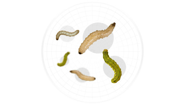 Promo Tools of Controls Above- And Below-ground Insects.