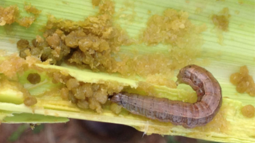 Fall Armyworm pest damage on corn crop