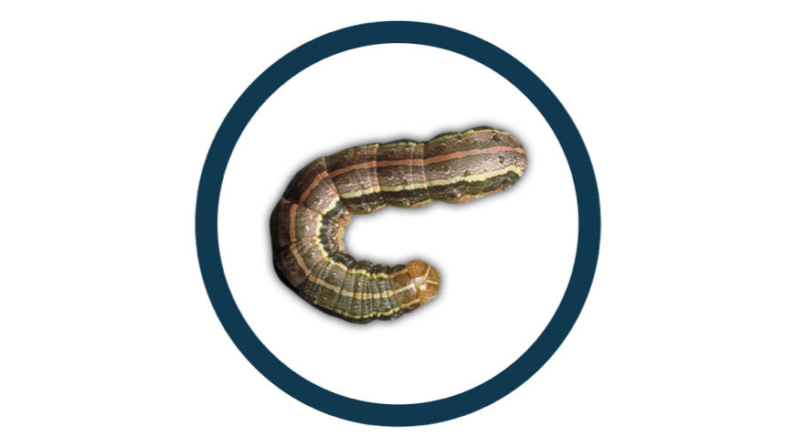 Fall Armyworm pest in a black circle icon