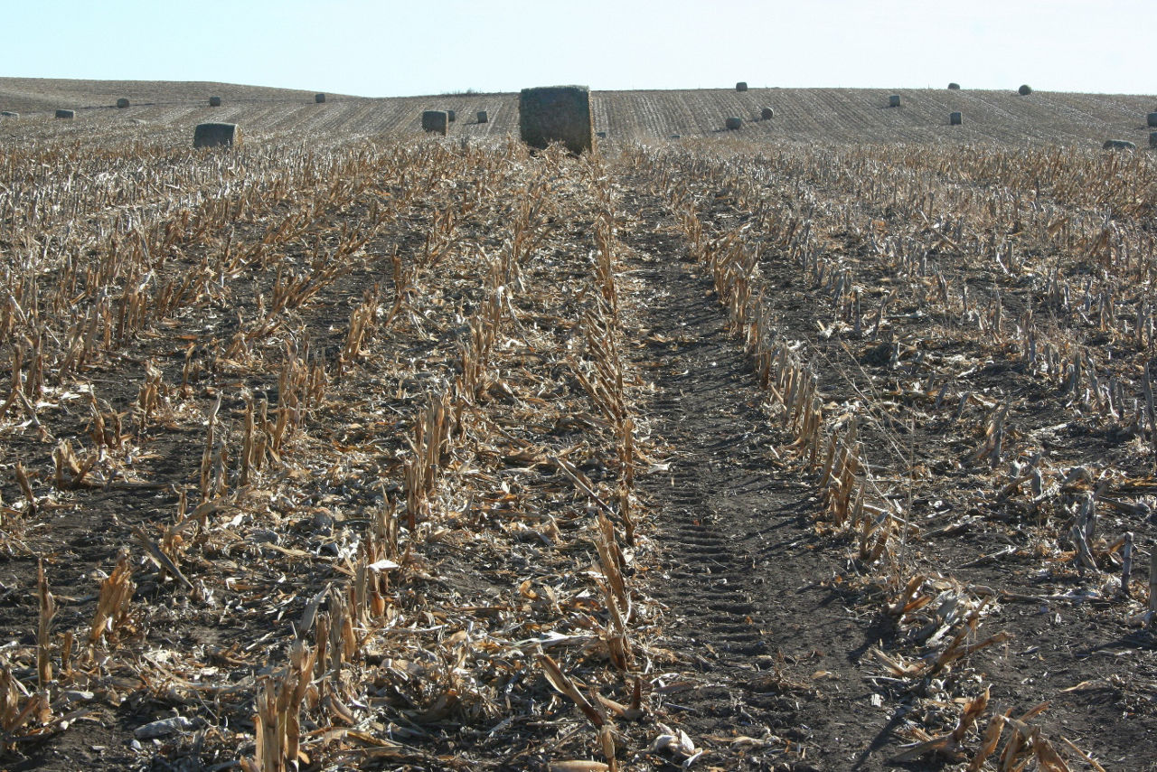 Preparation is Key to a Successful Corn Harvest - Peterson Farms Seed