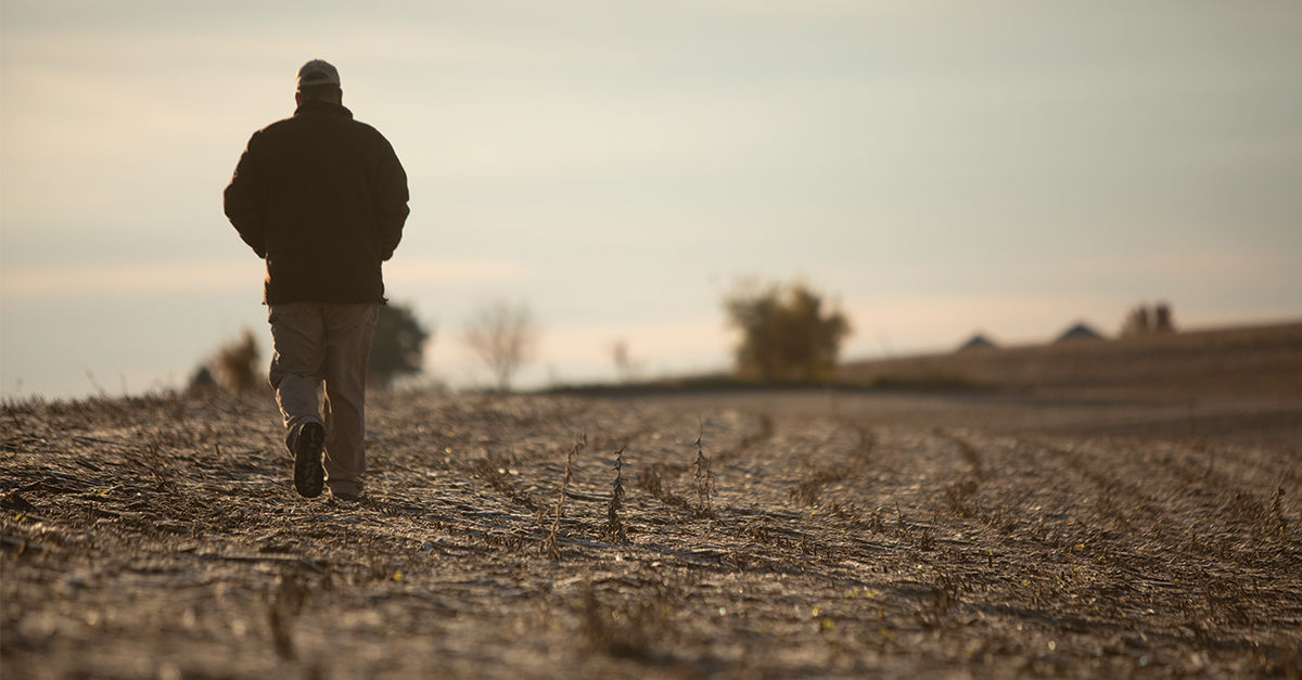 Farmer walking away through soybean field during planting season