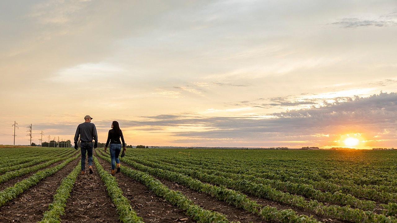 Two farmers talking on a crop field at sunset