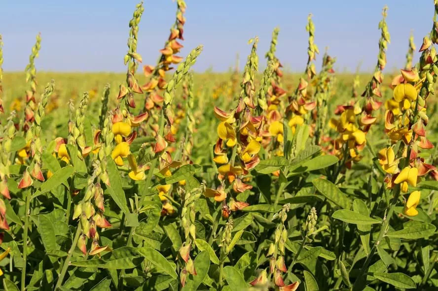 O plantio de Crotalaria aumentou a produtividade