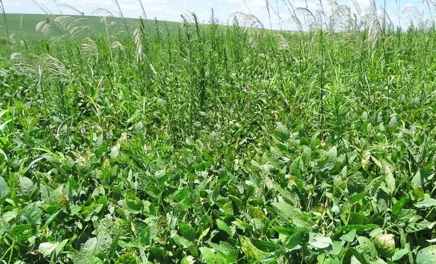 Capim-amargoso identificado na lavoura de soja do produtor Juarez Vendruscolo